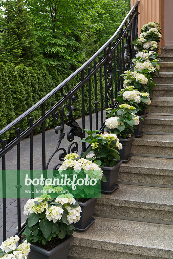 545066 - Hydrangeas (Hydrangea) in tubs on a staircase