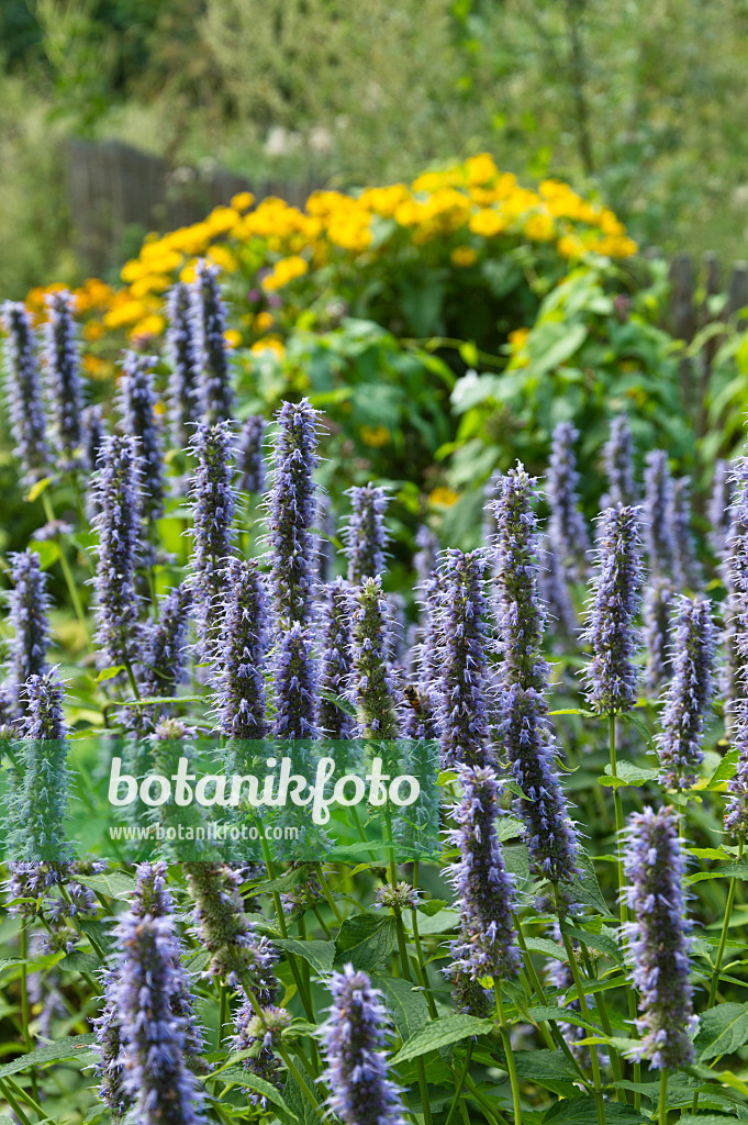 511258 - Hysope (Agastache)