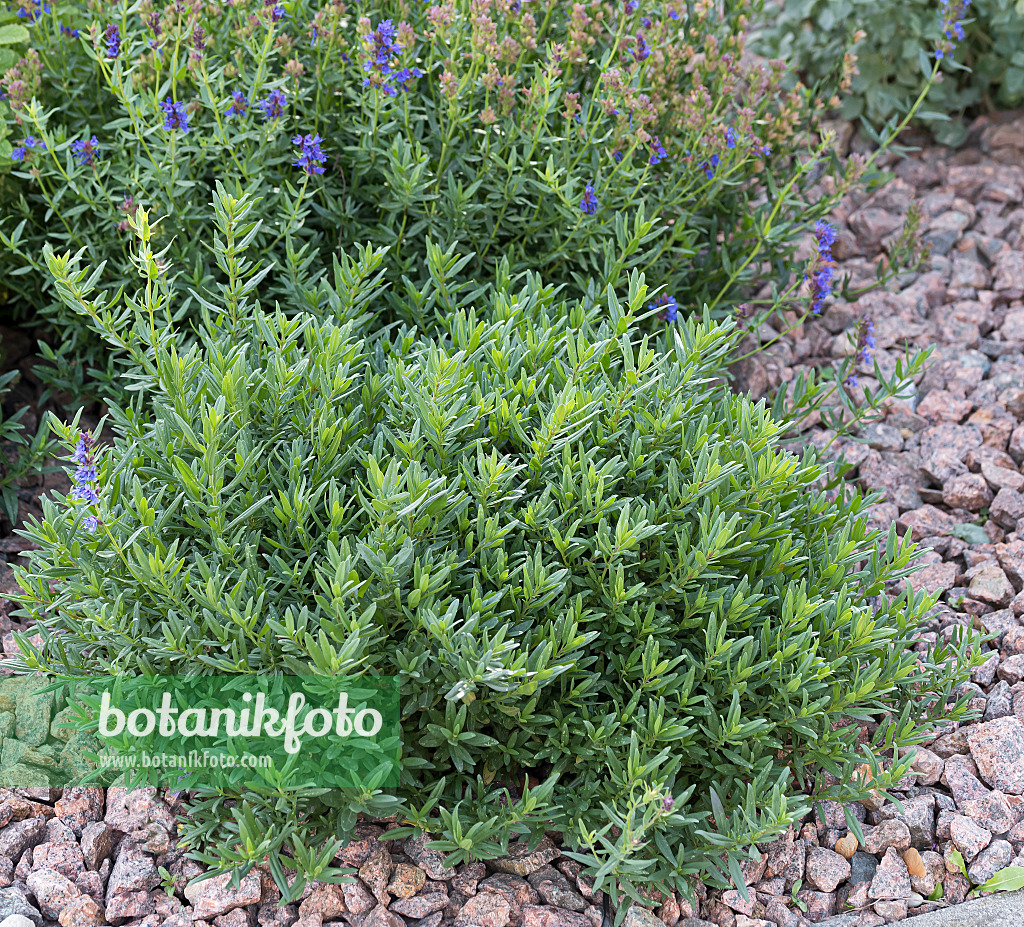 651335 - Hyssop (Hyssopus officinalis)