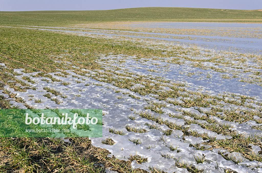 578001 - Ice on a field with winter cereals