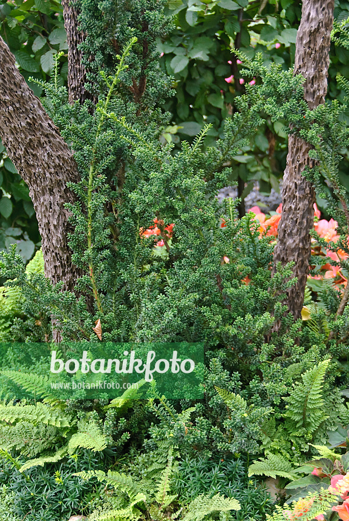 502440 - If commun (Taxus baccata 'Amersfoort')