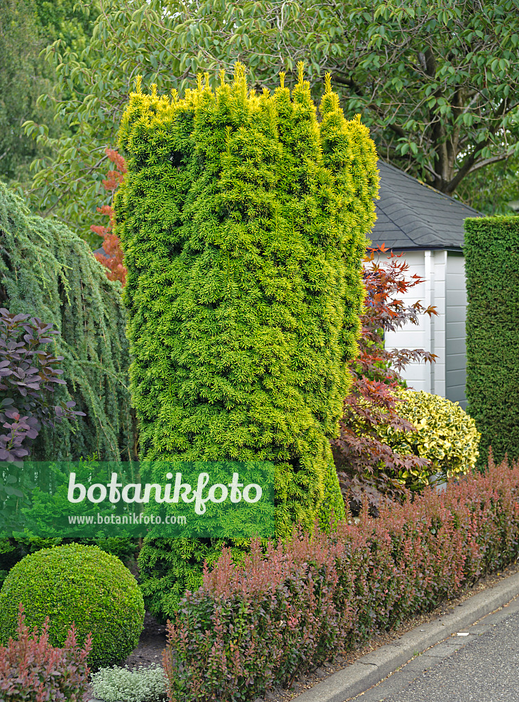 547307 - If commun (Taxus baccata 'Fastigiata Aureomarginata')