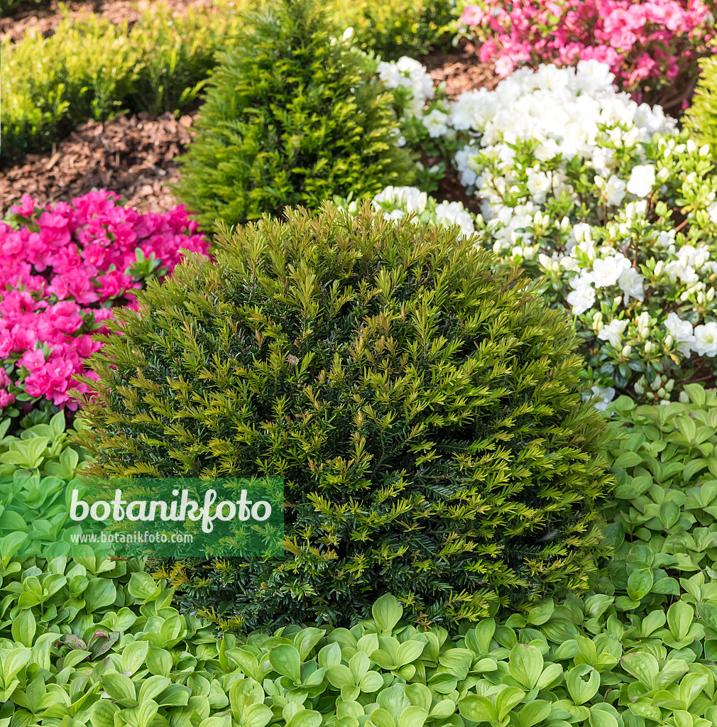 664458 - If commun (Taxus baccata 'Renke's Kleiner Grüner')