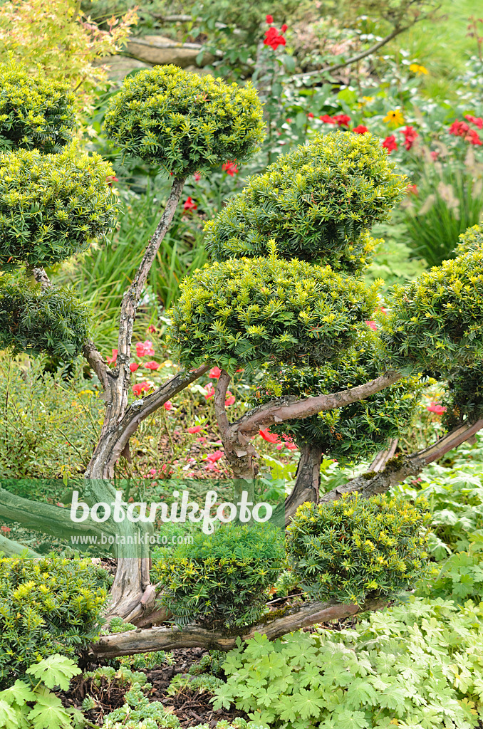 536132 - If commun (Taxus baccata 'Washingtonii')