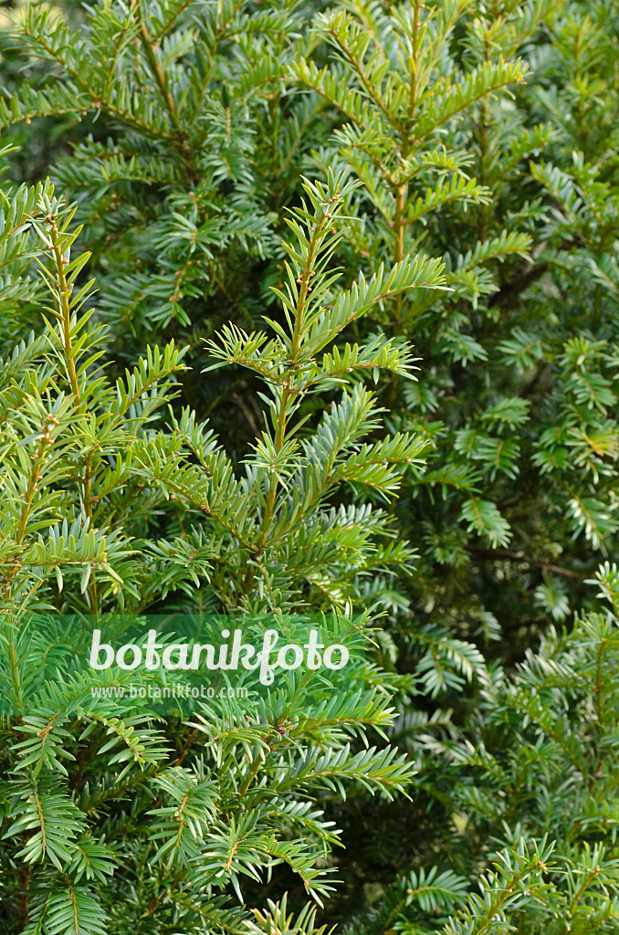 493026 - If de l'Ouest (Taxus brevifolia)