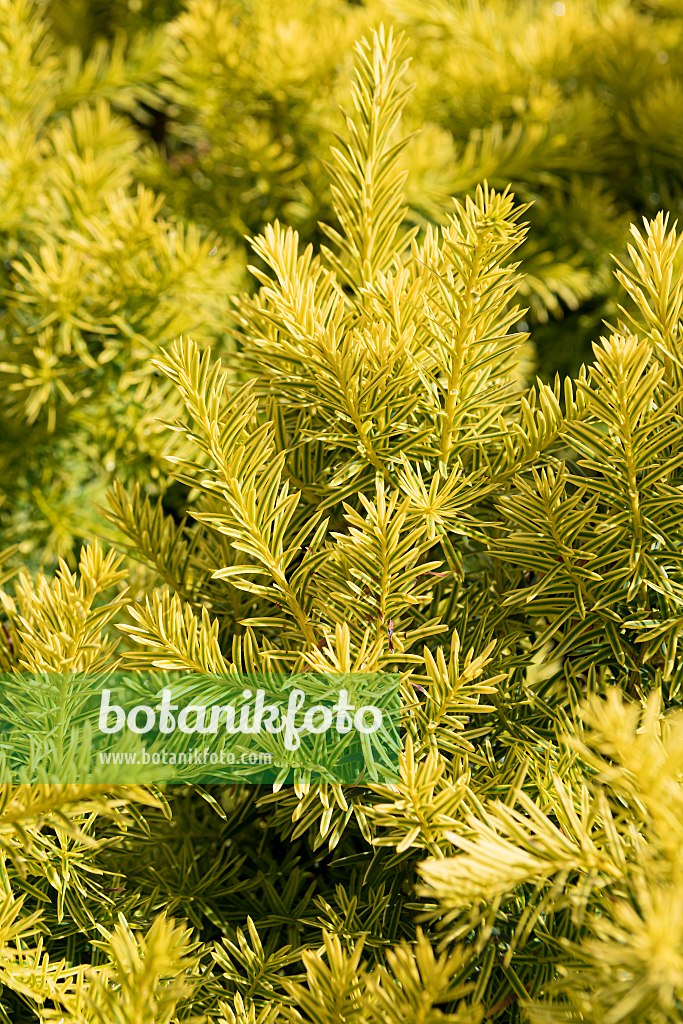 664459 - If du Japon (Taxus cuspidata 'Dwarf Bright Gold')