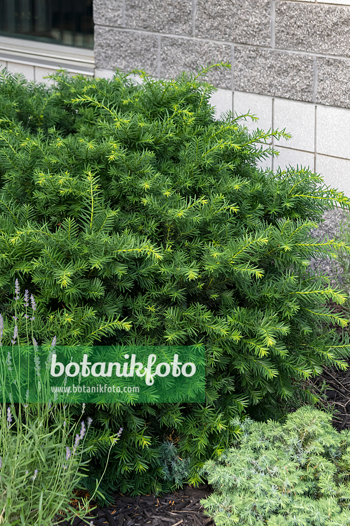 664460 - If du Japon (Taxus cuspidata 'Emerald Spreader' syn. Taxus cuspidata 'Monloo')