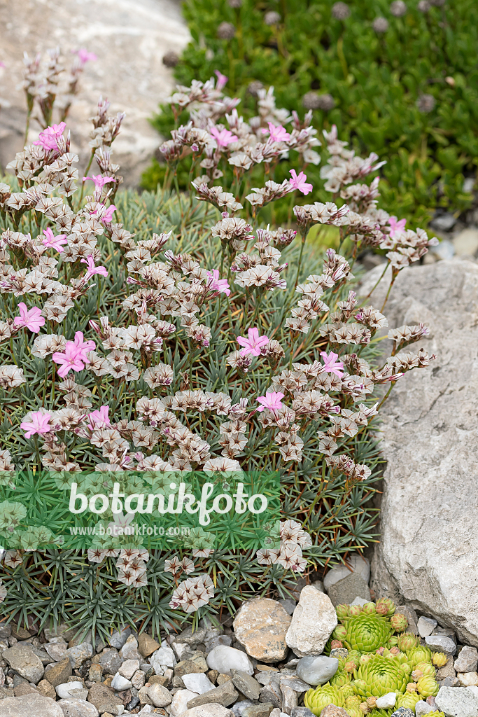 664002 - Igelpolster (Acantholimon albanicum)