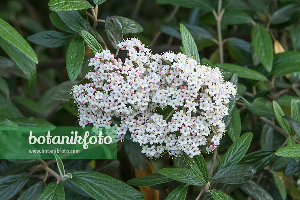 675381 - Immergrüner Schneeball (Viburnum Pragense)