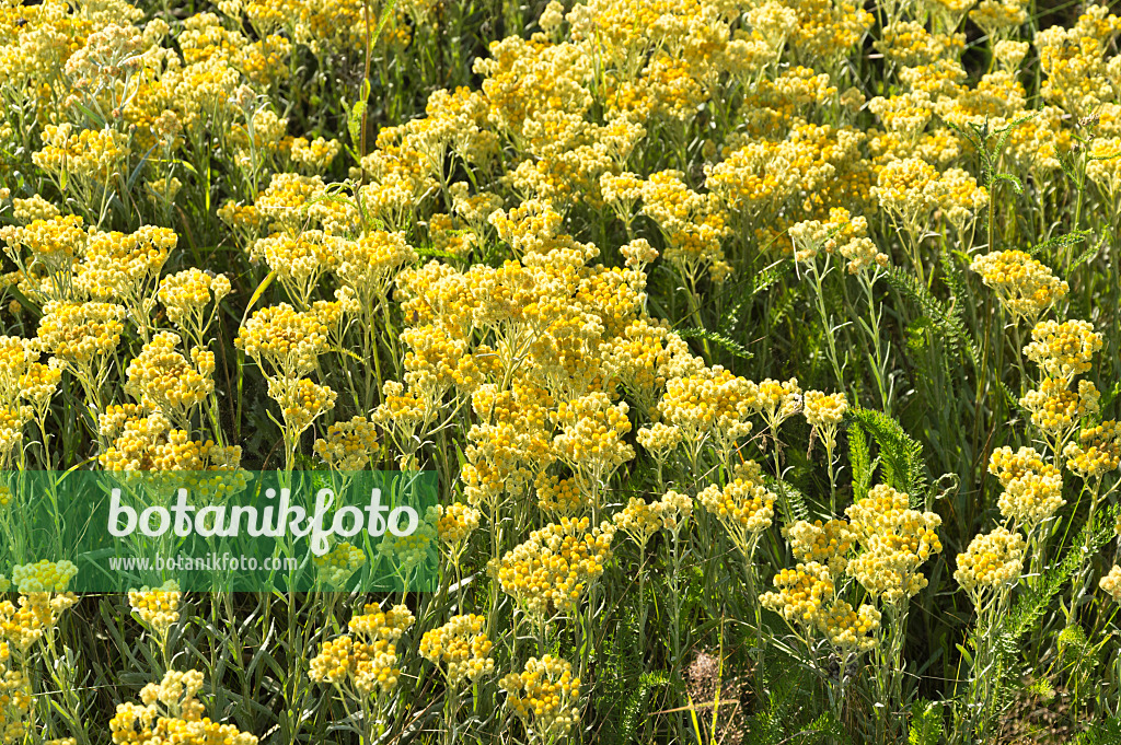 510128 - Immortelle des sables (Helichrysum arenarium)