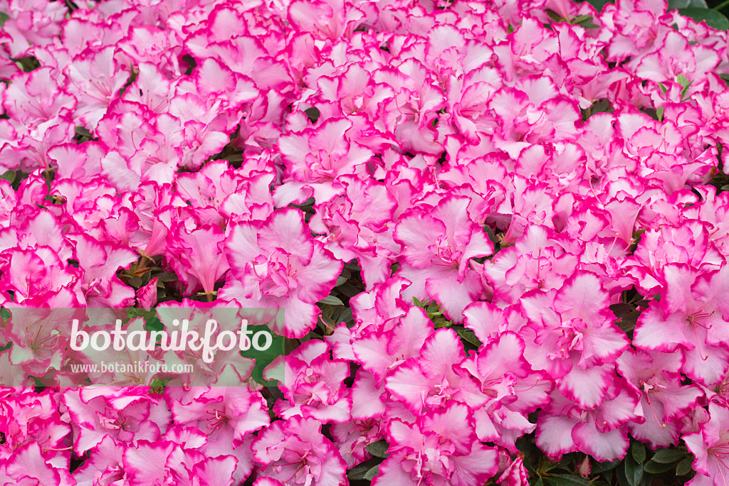 566098 - Indian azalea (Rhododendron simsii 'Panfilia')