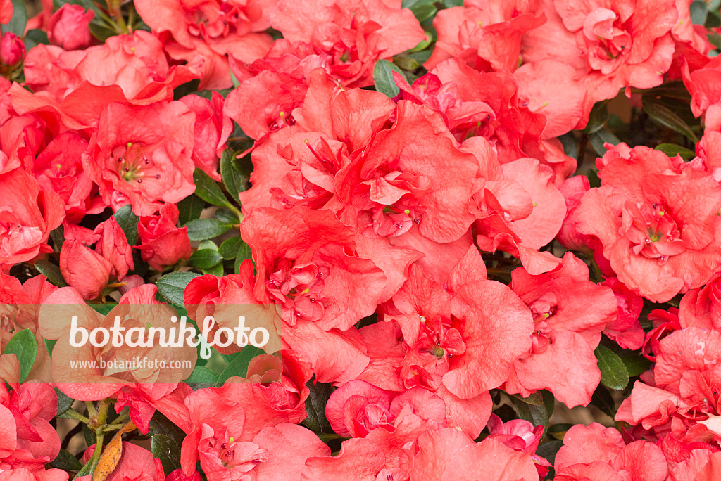 566097 - Indian azalea (Rhododendron simsii 'Paul Schäme')