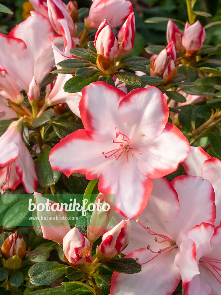 409012 - Indian azalea (Rhododendron simsii 'Sachsenstern')