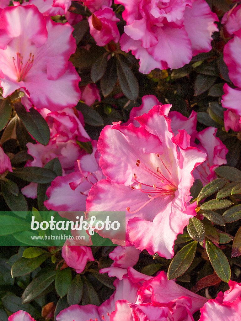 410002 - Indian azalea (Rhododendron simsii 'Taggi')