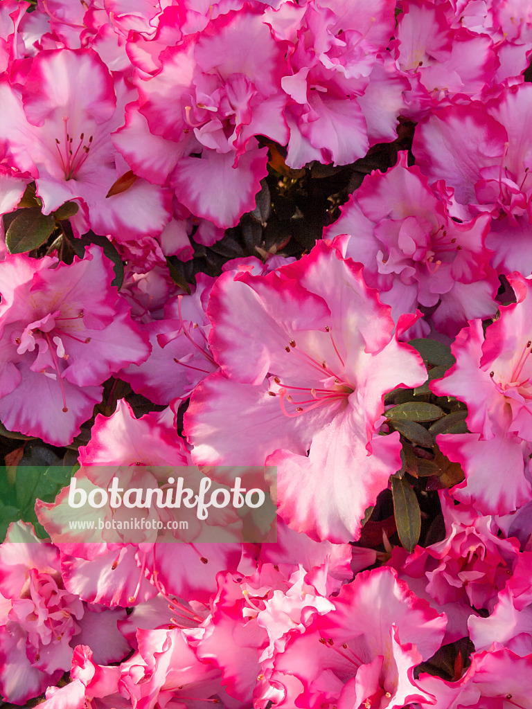 410006 - Indian azalea (Rhododendron simsii 'Taggi')