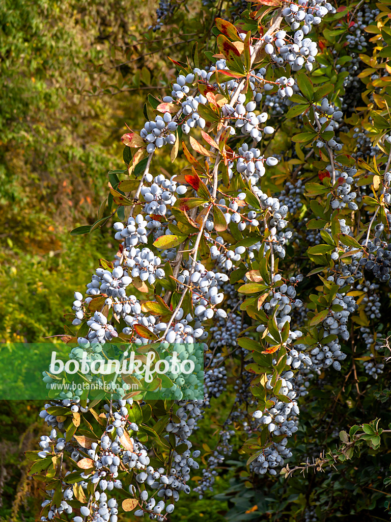 431006 - Indian barberry (Berberis aristata)