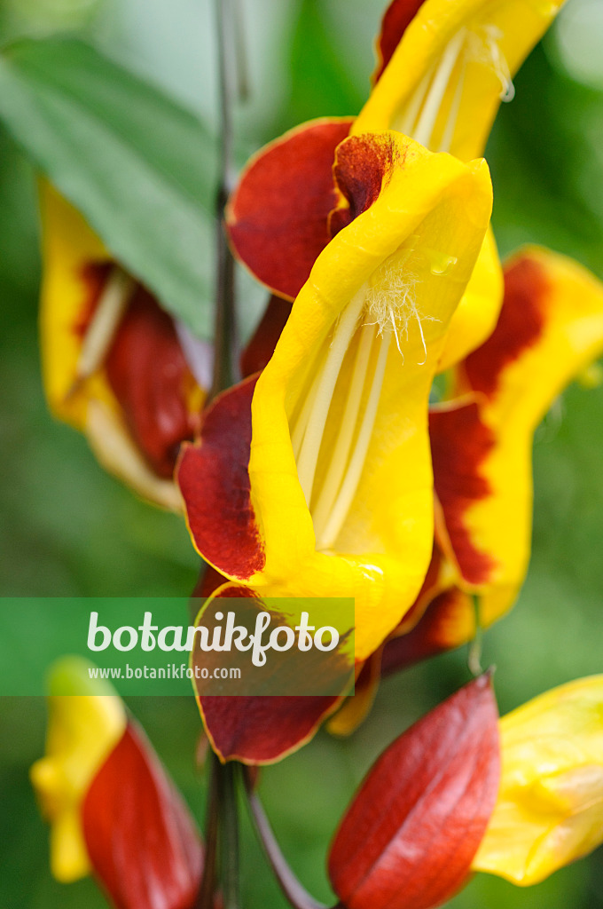 472106 - Indian clock vine (Thunbergia mysorensis)