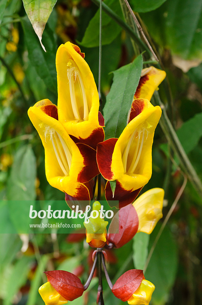 472107 - Indian clock vine (Thunbergia mysorensis)
