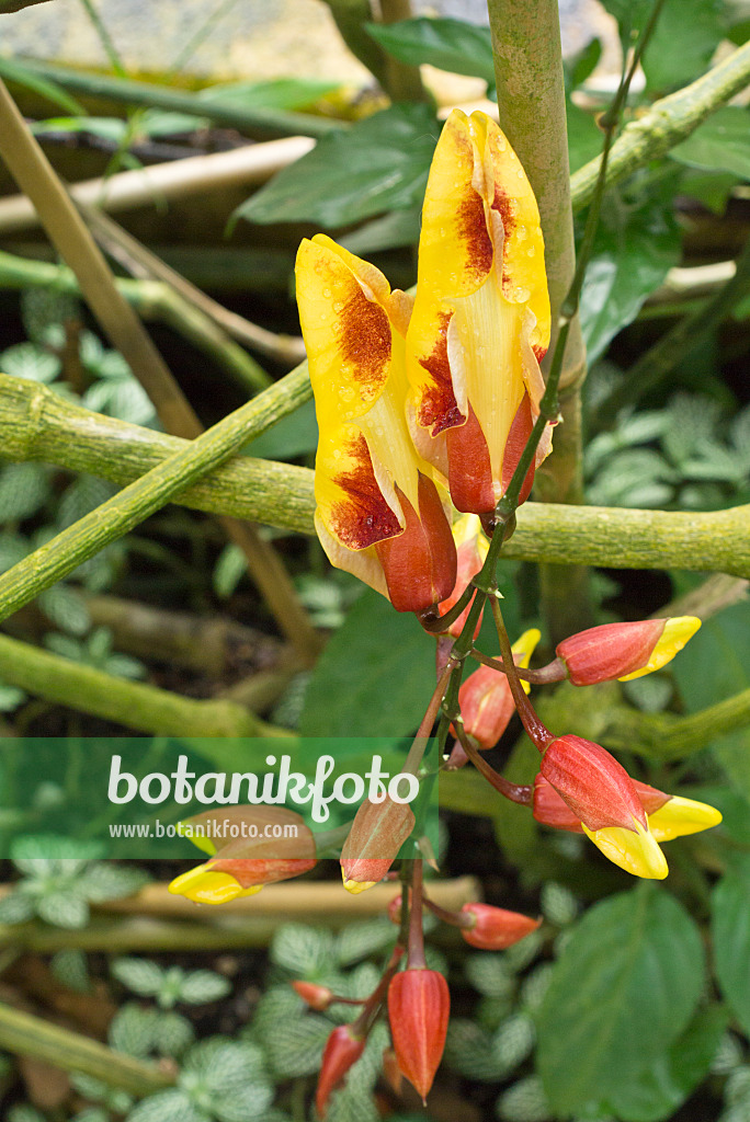 554073 - Indian clock vine (Thunbergia mysorensis)
