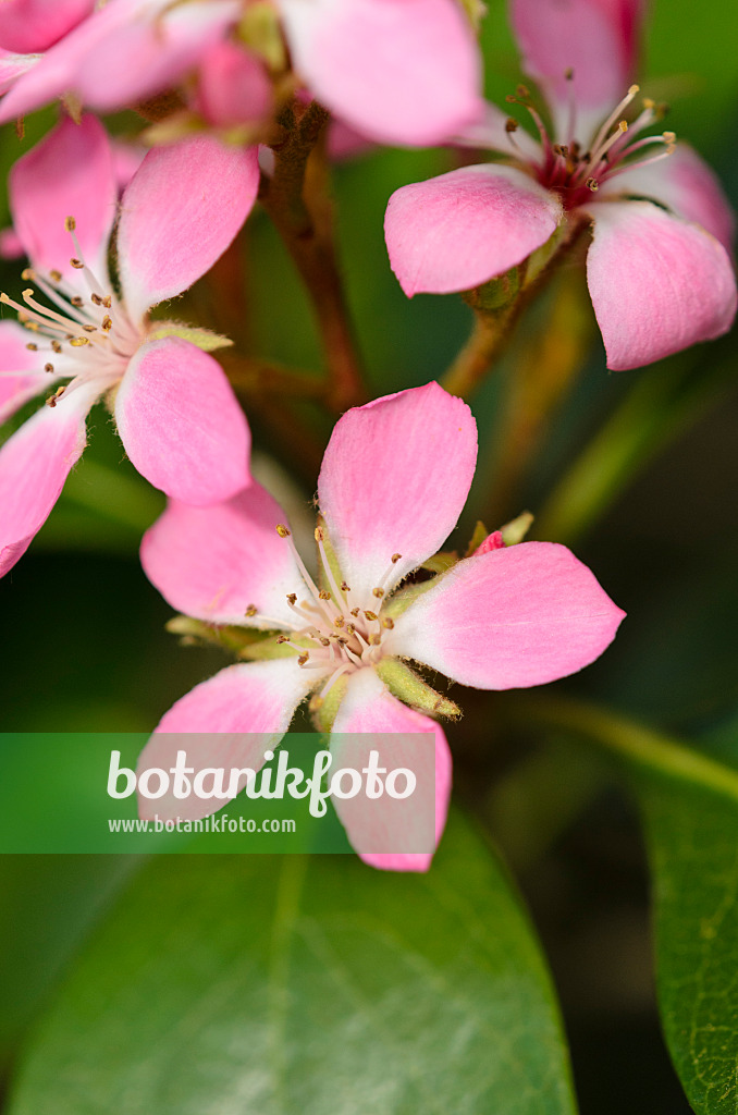 531105 - Indian hawthorn (Rhaphiolepis indica 'Springtime')