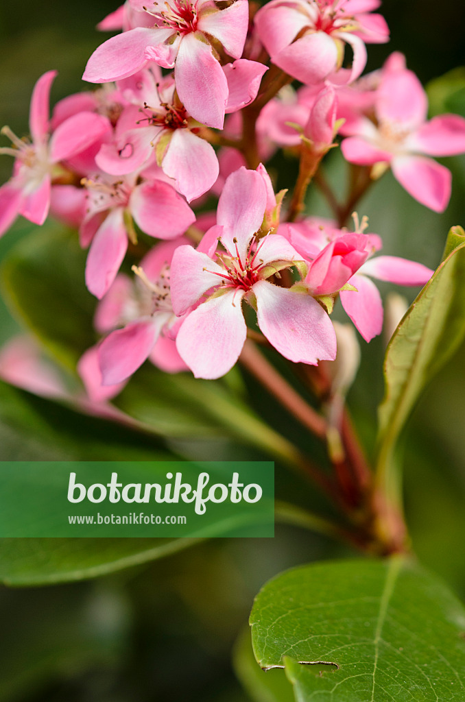 531106 - Indian hawthorn (Rhaphiolepis indica 'Springtime')