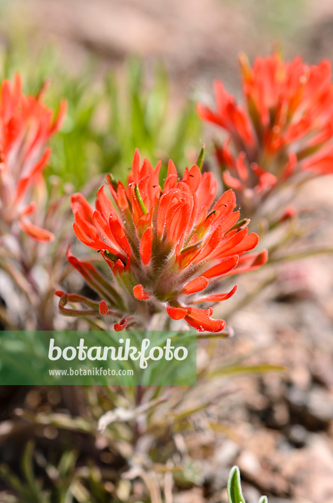 508336 - Indian paintbrush (Castilleja)