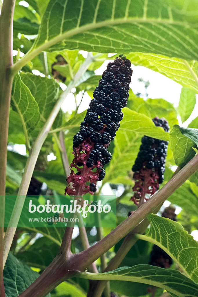 367087 - Indian pokeweed (Phytolacca acinosa)