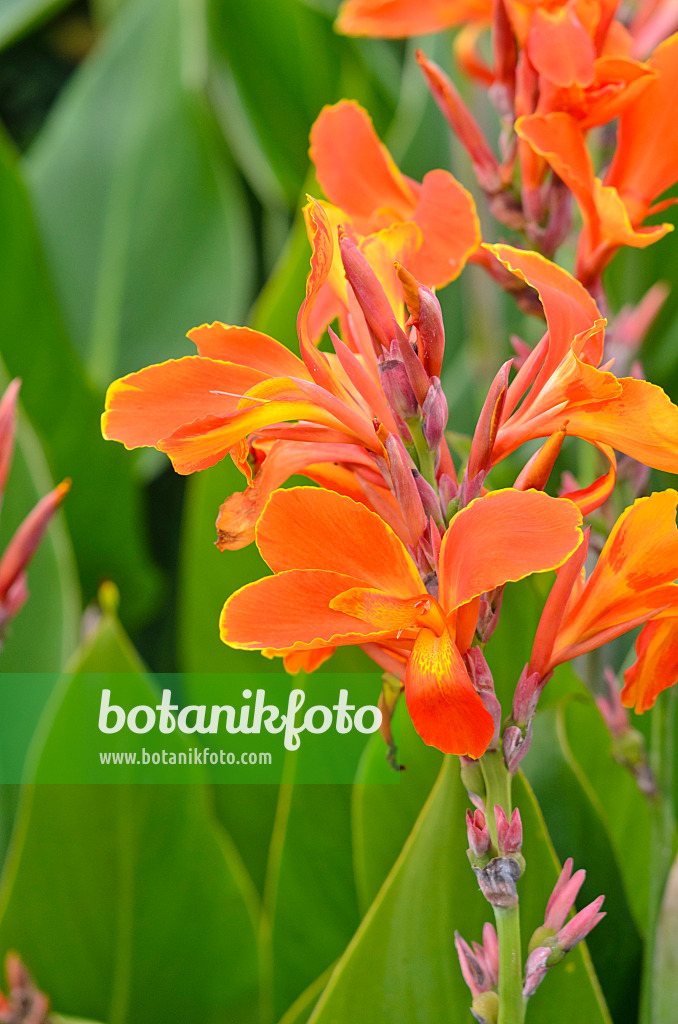 548087 - Indian shot (Canna indica 'Liberation')