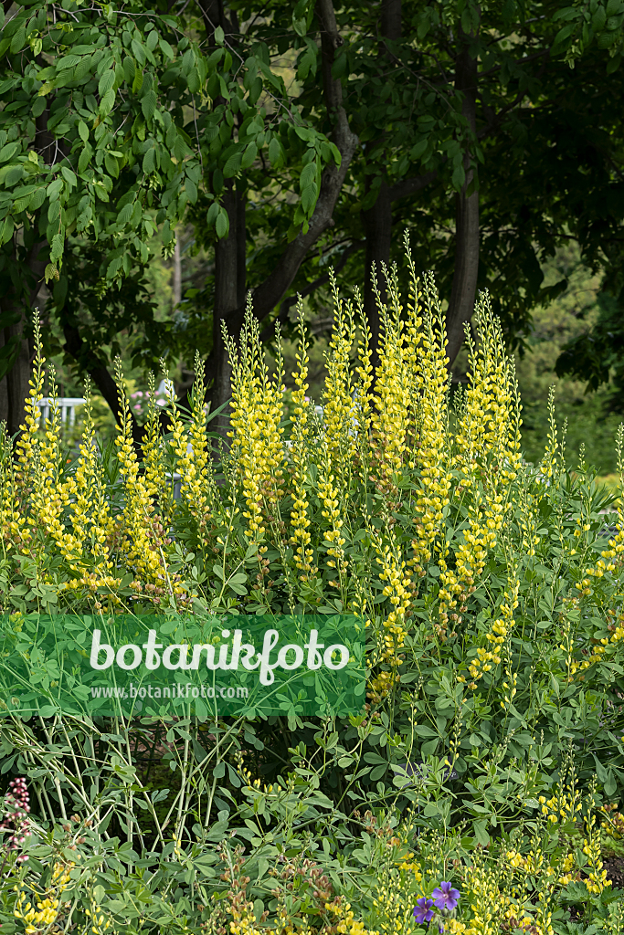 664050 - Indigo-Lupine (Baptisia Solar Flare Prairieblues)