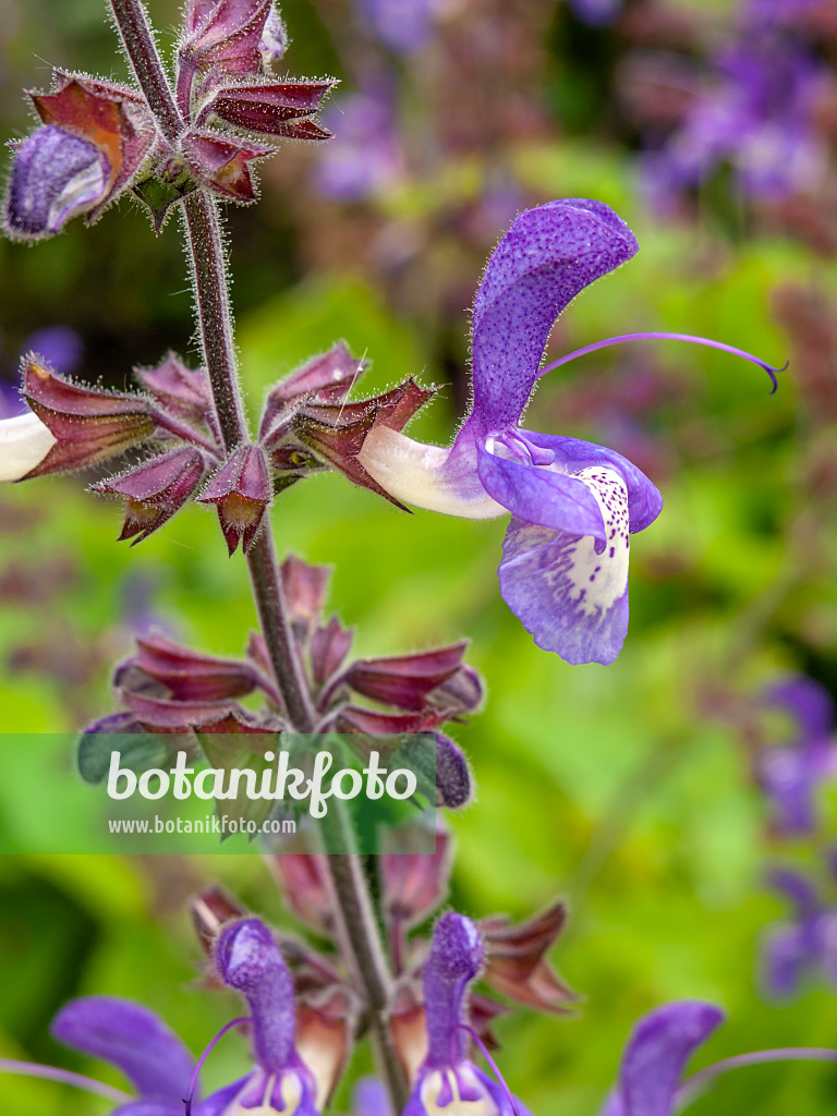 450038 - Indigo woodland sage (Salvia forskaohlei)