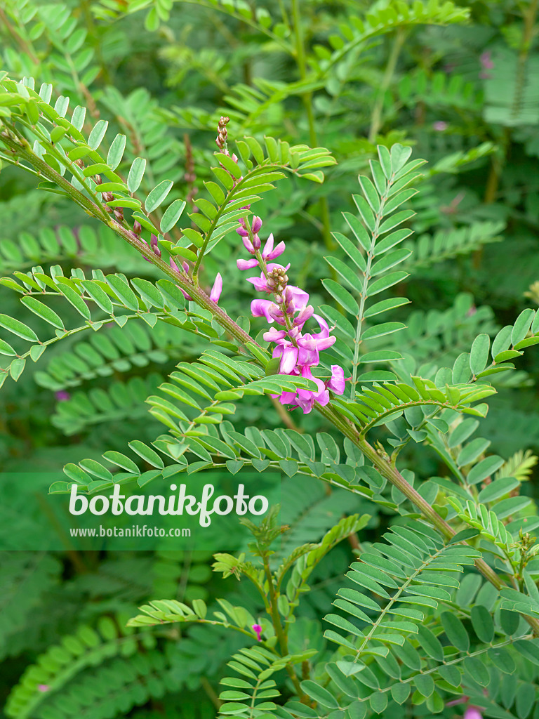 462193 - Indigostrauch (Indigofera tinctoria)