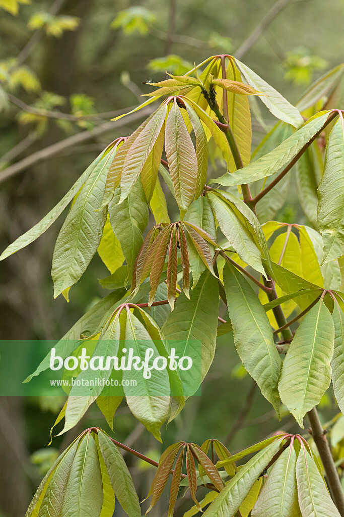 675004 - Indische Rosskastanie (Aesculus indica 'Sydney Pearce')