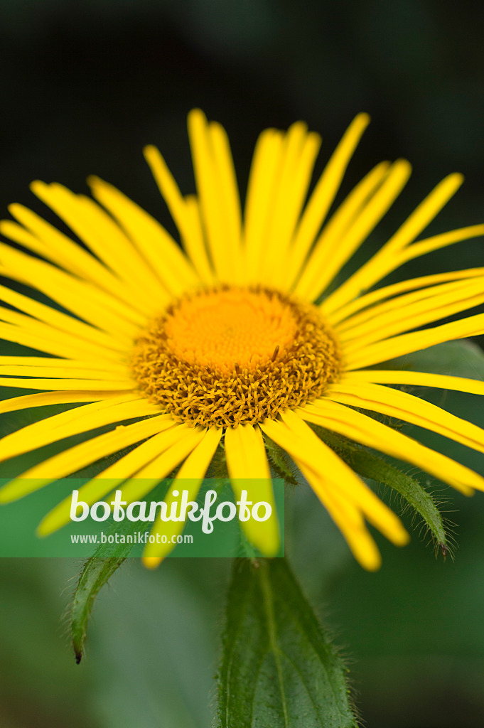 511242 - Inule (Inula barbata)