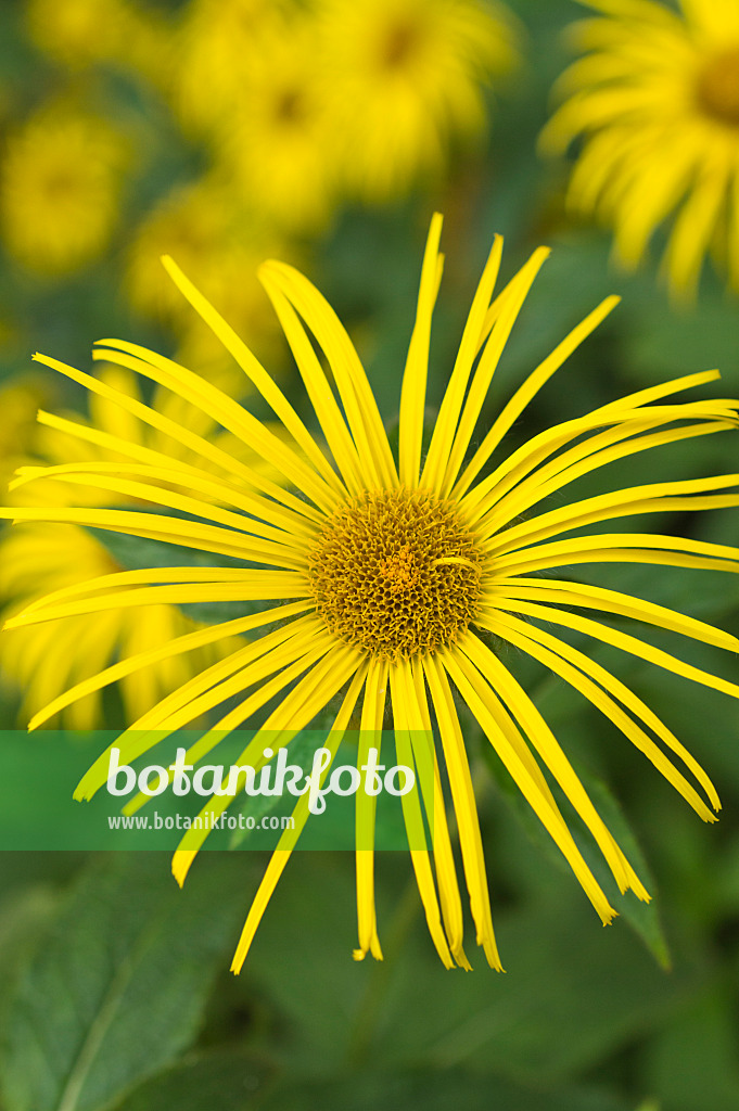 511247 - Inule (Inula hookeri)