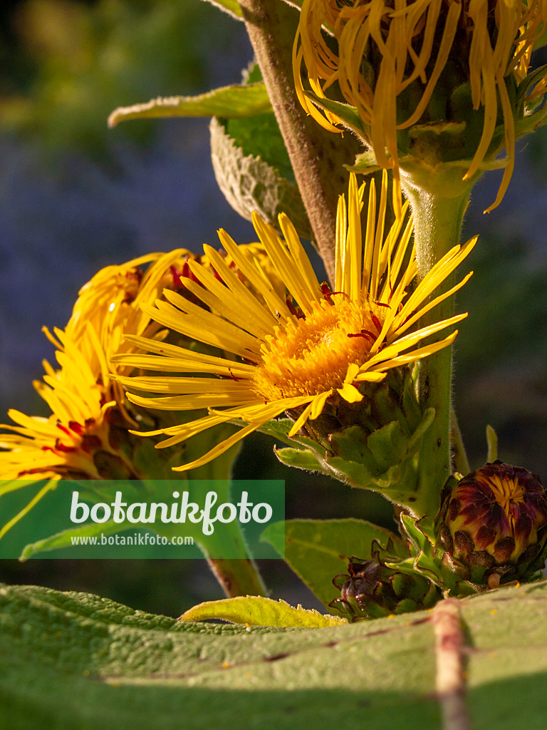 404024 - Inule (Inula racemosa)