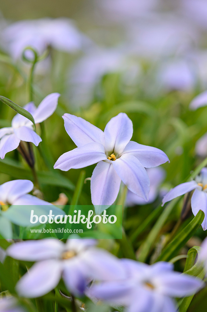 519080 - Iphéion à une fleur (Ipheion uniflorum)