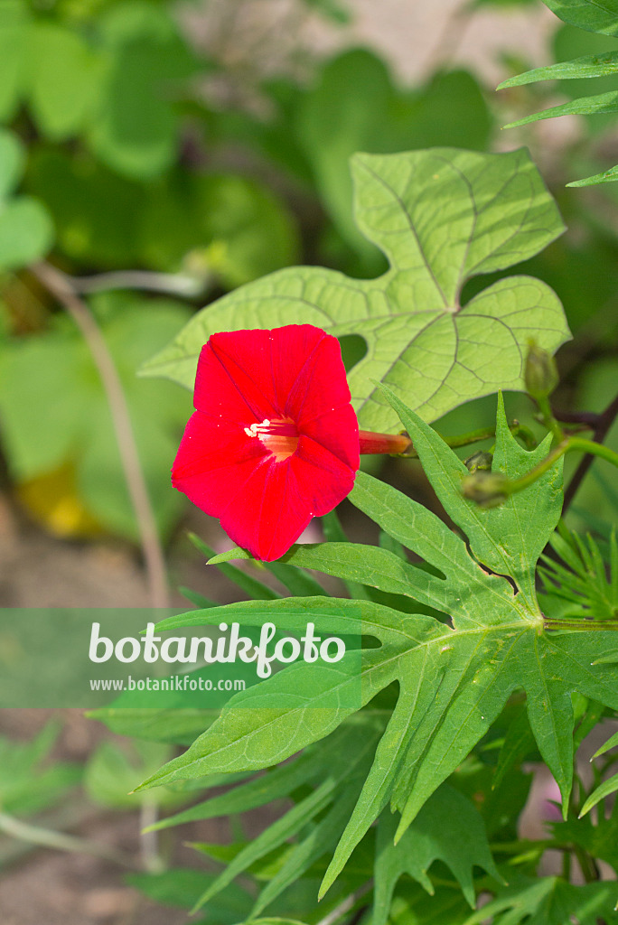 558350 - Ipomée (Ipomoea x sloteri)