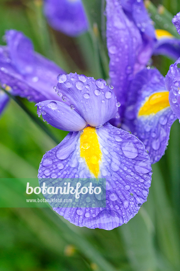 473133 - Iris avec des gouttes de pluie