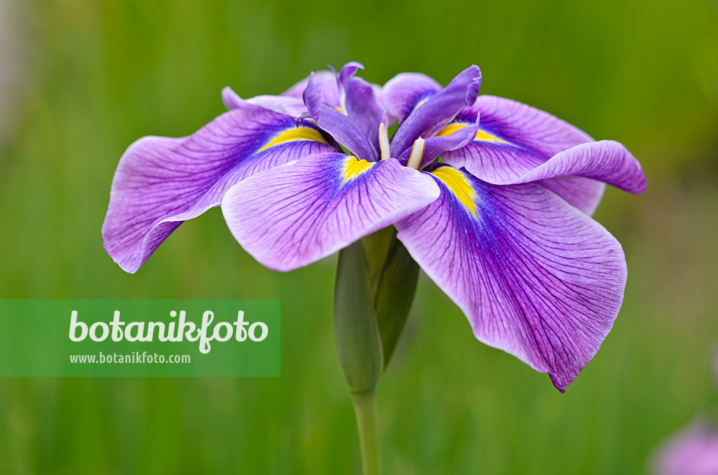 521355 - Iris d'eau du Japon (Iris ensata)