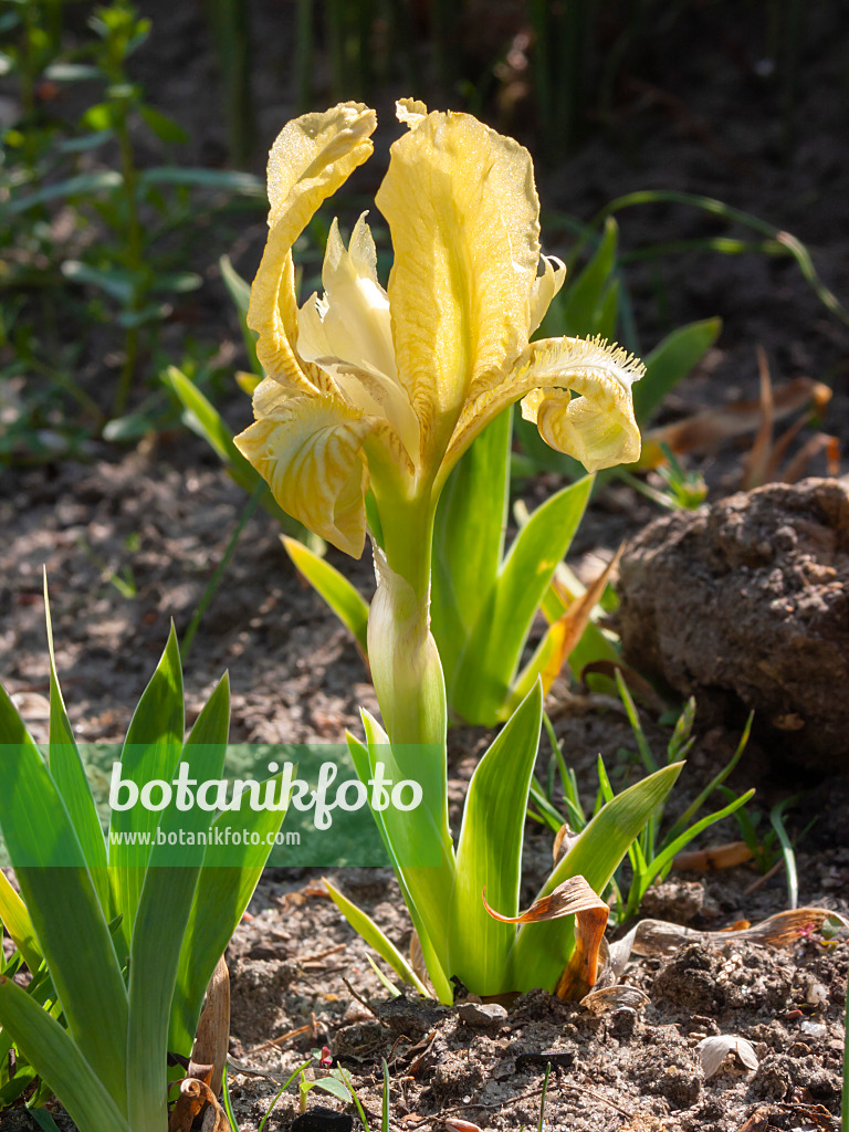 400147 - Iris des garrigues (Iris lutescens)