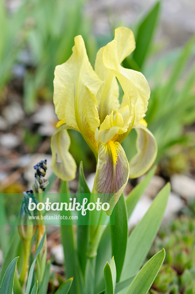 471236 - Iris des garrigues (Iris lutescens)