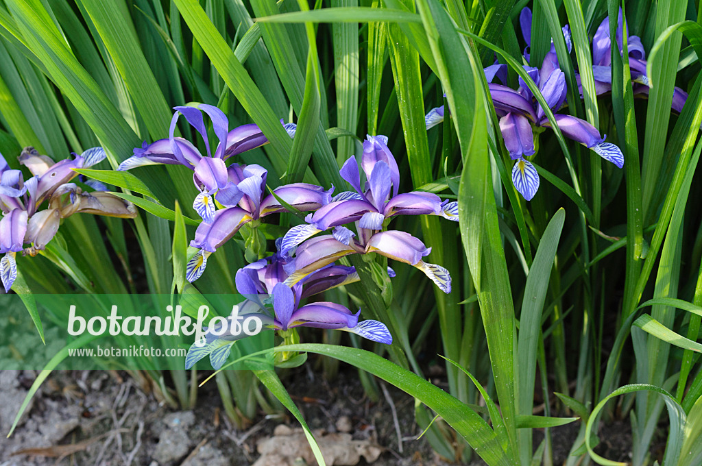 472070 - Iris (Iris graminae var. pseudocyperus)