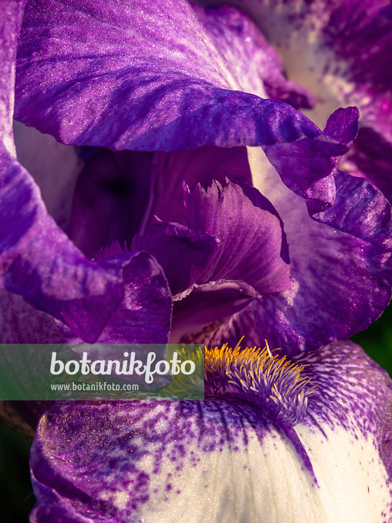 426003 - Iris (Iris hybr.)