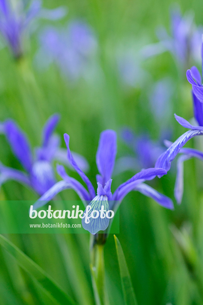 472012 - Iris (Iris lactea)