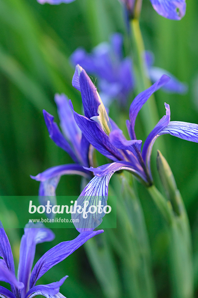 472013 - Iris (Iris lactea)