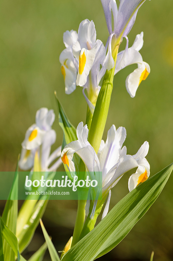 519139 - Iris (Iris magnifica)