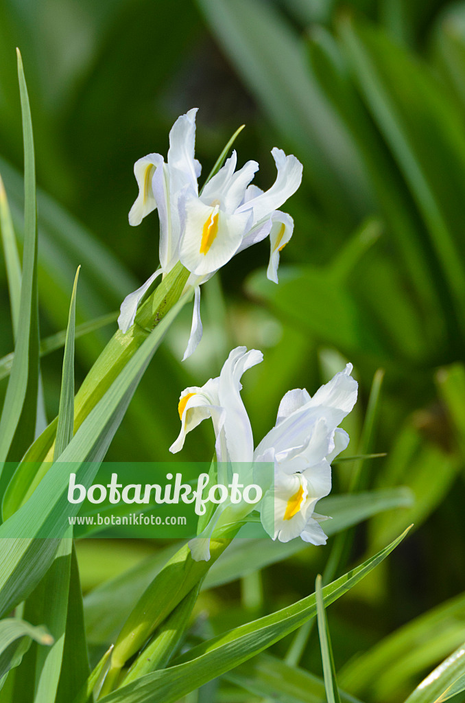 495154 - Iris majestueux (Iris magnifica)