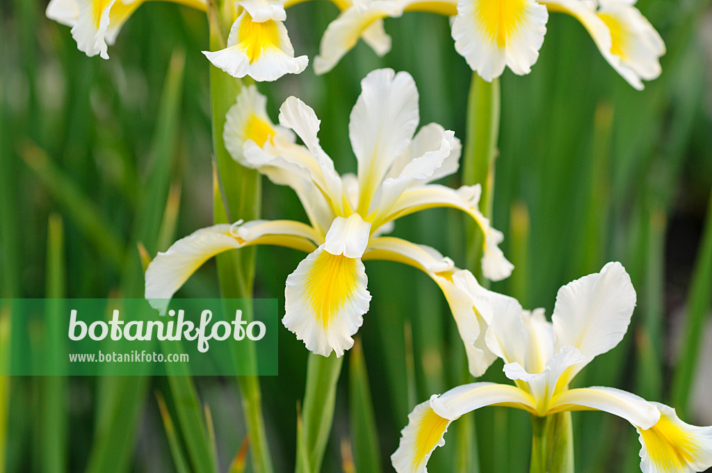 485185 - Iris turc (Iris orientalis)