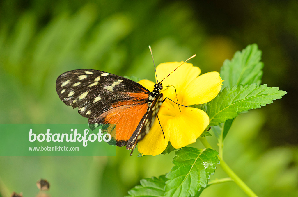 535056 - Ismenius tiger (Heliconius ismenius)