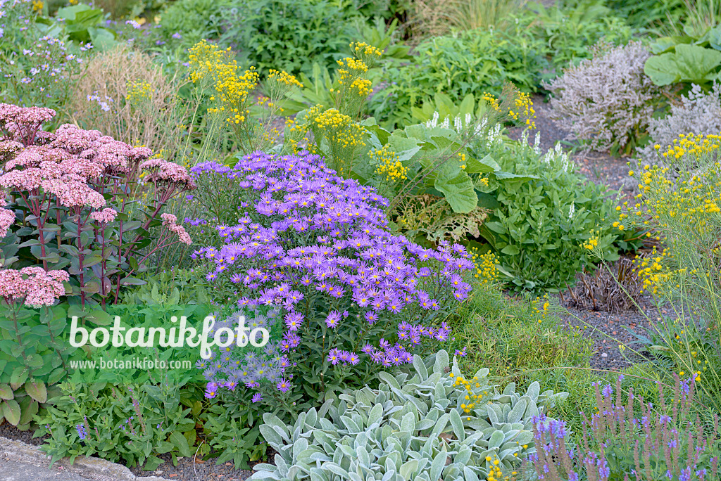575021 - Italian aster (Aster amellus 'Veilchenkönigin')